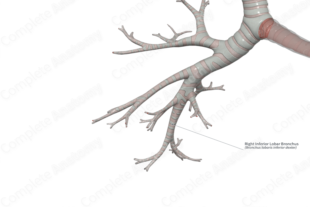 Right Inferior Lobar Bronchus