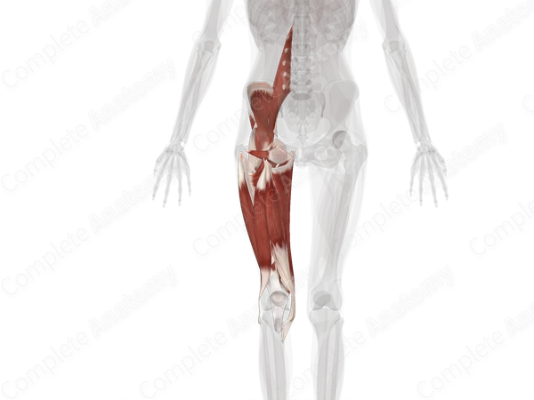 Muscles of Thigh (Left)