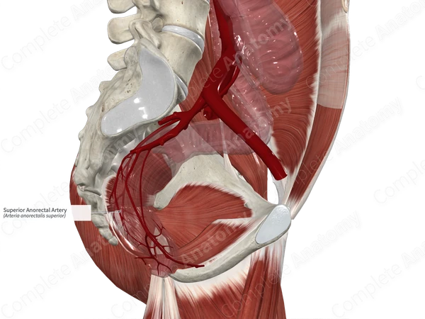 Superior Anorectal Artery