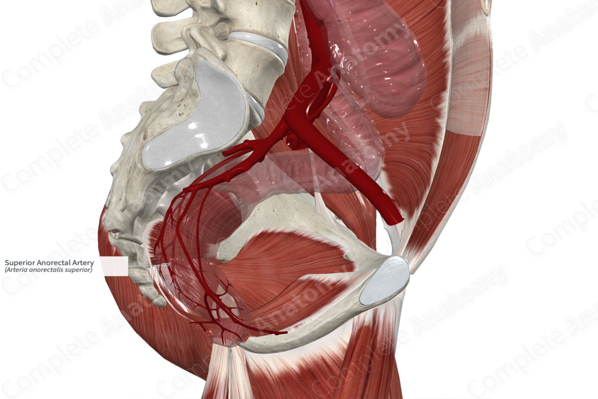 Superior Anorectal Artery