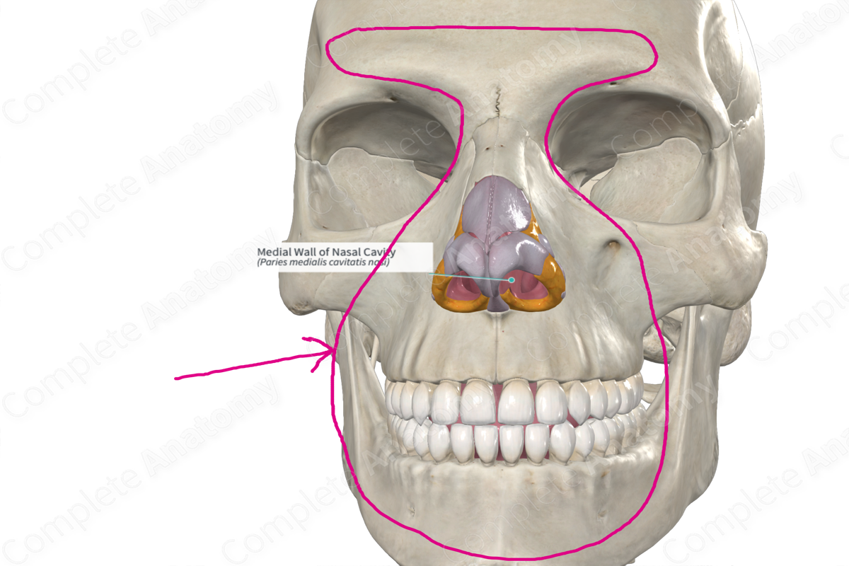 Medial Wall of Nasal Cavity