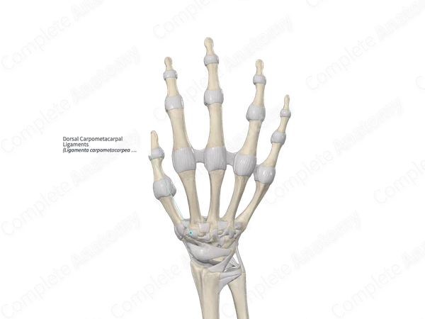 Dorsal Carpometacarpal Ligaments