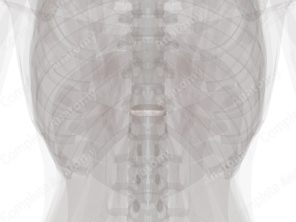 Intervertebral Symphysis (T11-T12)