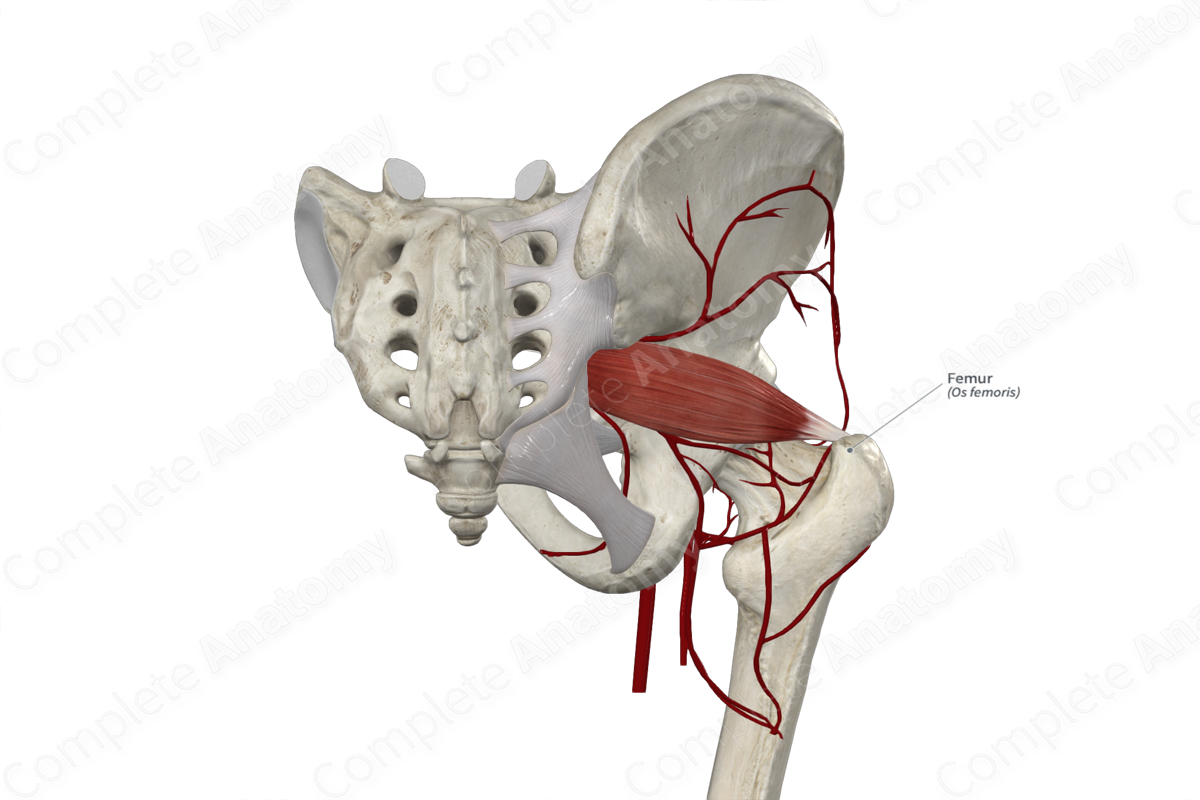Femur | Complete Anatomy