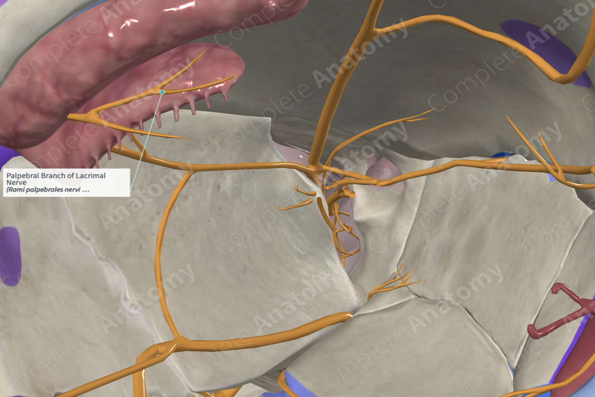 Palpebral Branch of Lacrimal Nerve 