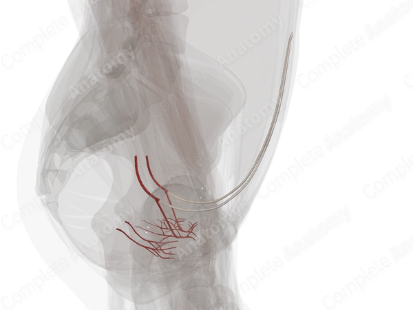 Arteries of Urinary Bladder