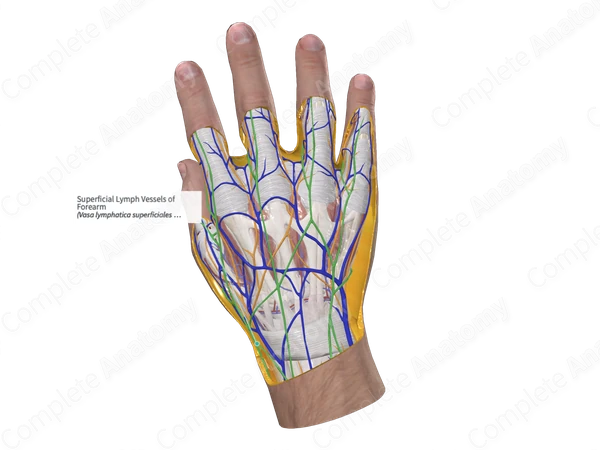 Superficial Lymph Vessels of Forearm 