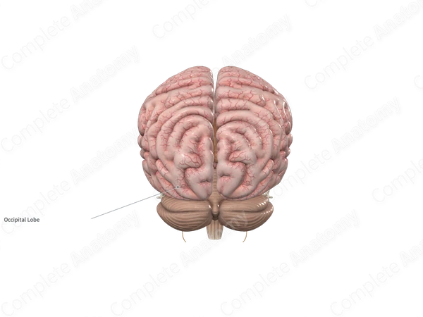 Occipital Lobe