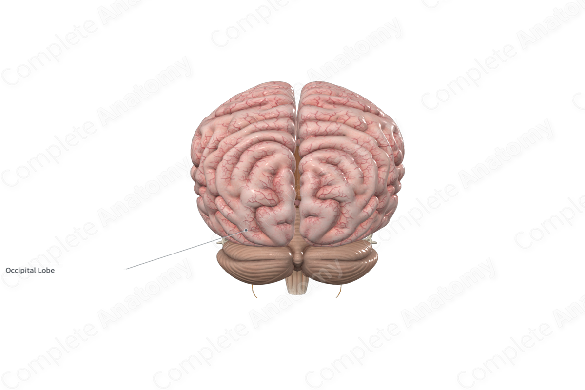 Occipital Lobe 