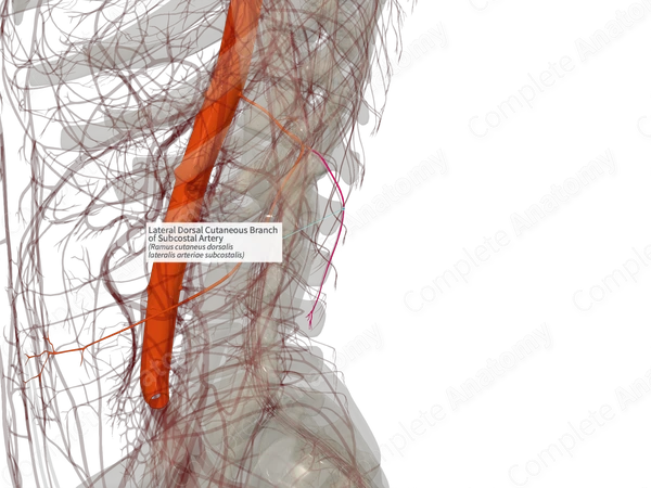 Lateral Dorsal Cutaneous Branch of Subcostal Artery (Right)