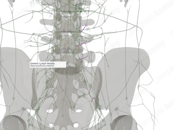Ureteric Lymph Vessels (Right)