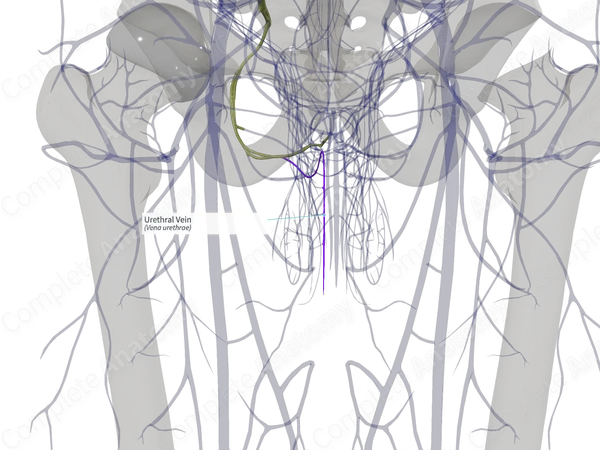 Urethral Vein (Left)