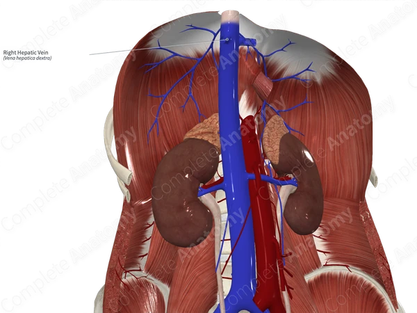Right Hepatic Vein