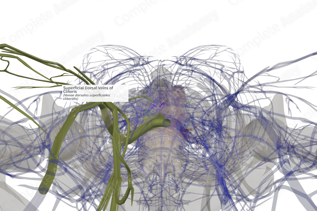 Superficial Dorsal Veins of Clitoris (Right) | Complete Anatomy