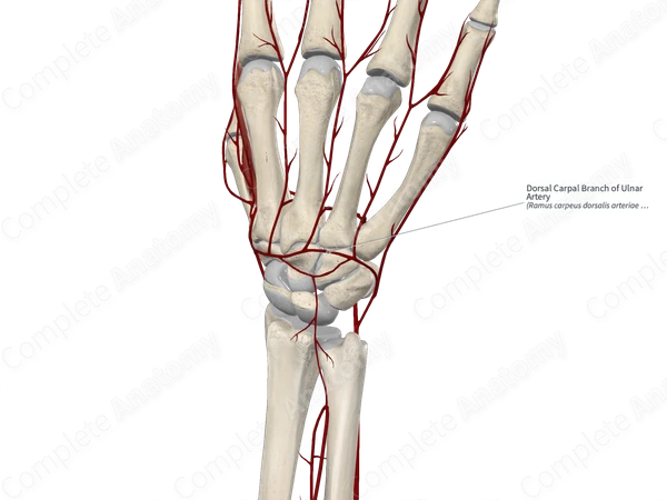 Dorsal Carpal Branch of Ulnar Artery 