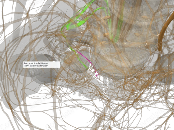 Posterior Labial Nerves (Left)