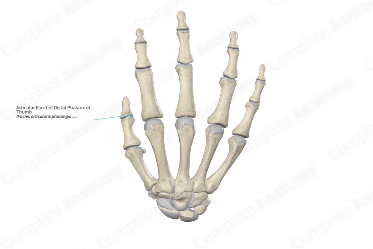 Articular Facet of Distal Phalanx of Thumb 