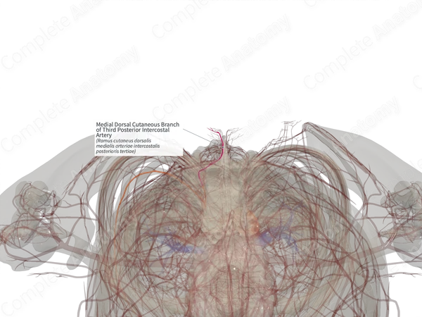 Medial Dorsal Cutaneous Branch of Third Posterior Intercostal Artery (Right)