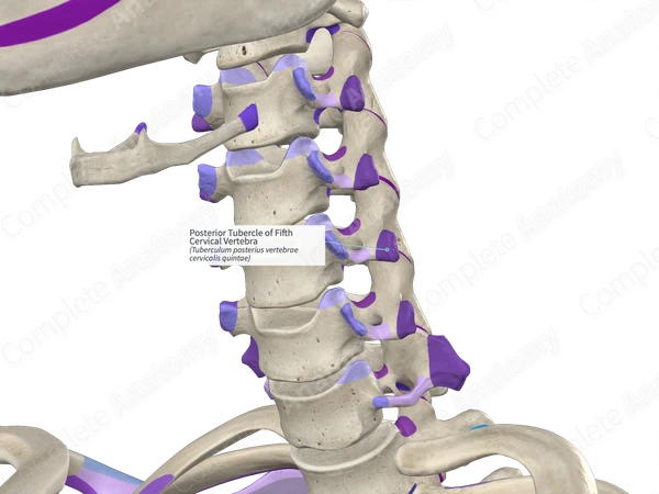 Posterior Tubercle of Fifth Cervical Vertebra (Right)