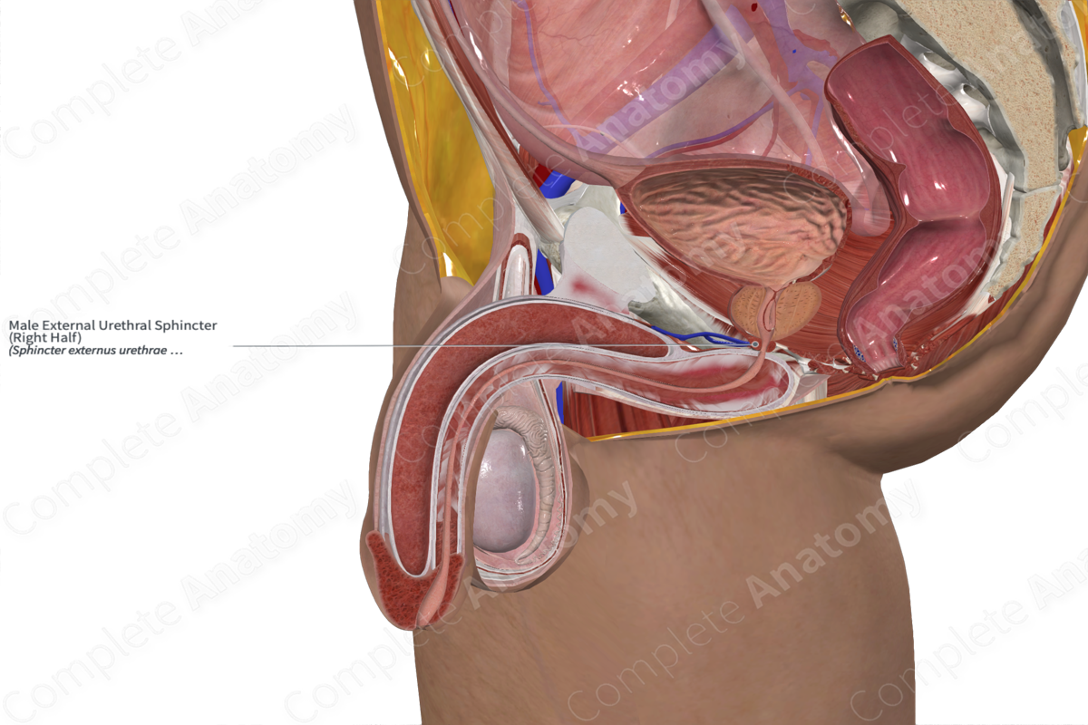 Male External Urethral Sphincter (Right Half)