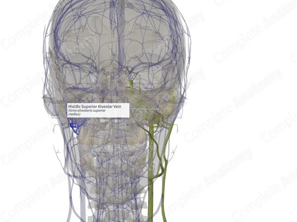 Middle Superior Alveolar Vein (Right)