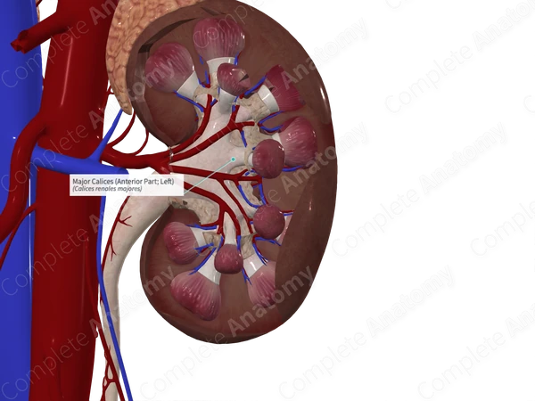 Major Calices (Anterior Part; Right)