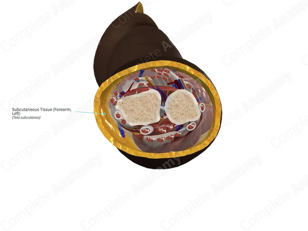 Subcutaneous Tissue (Forearm; Left)