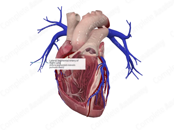 Lateral Segmental Artery of Right Lung