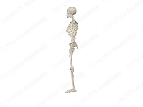 Skeletal System