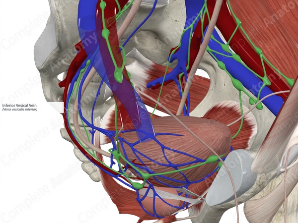 Inferior Vesical Vein 