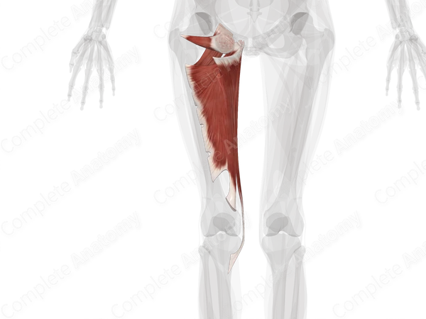 Medial Compartment of Thigh (Left)