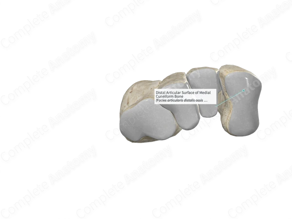 Distal Articular Surface of Medial Cuneiform Bone