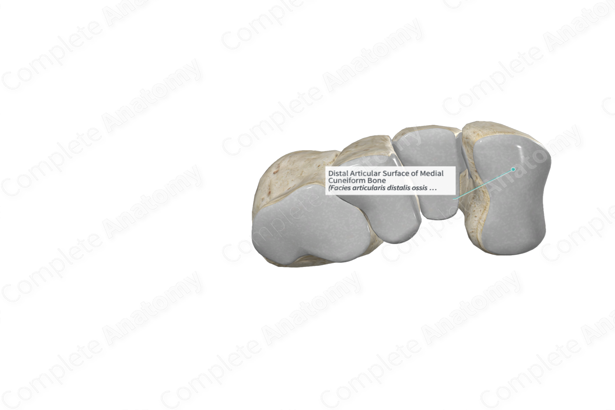 Distal Articular Surface of Medial Cuneiform Bone 