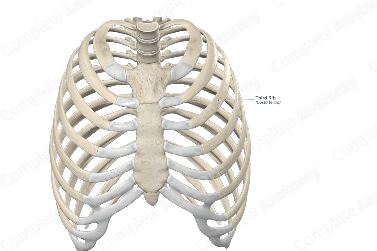 Third Rib  Complete Anatomy