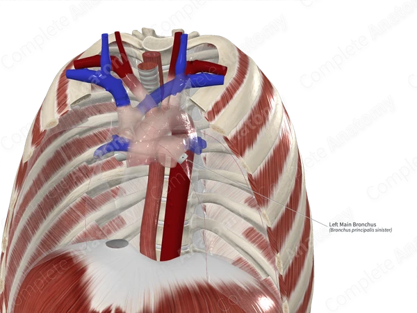 Left Main Bronchus