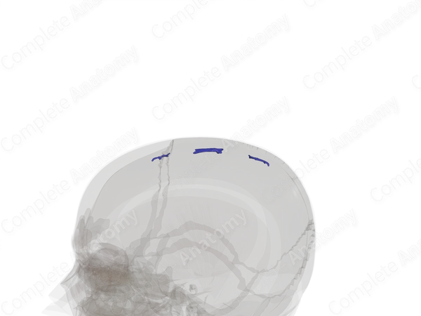 Lateral Lacunae