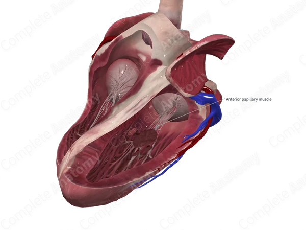 Superior Papillary Muscle of Left Ventricle