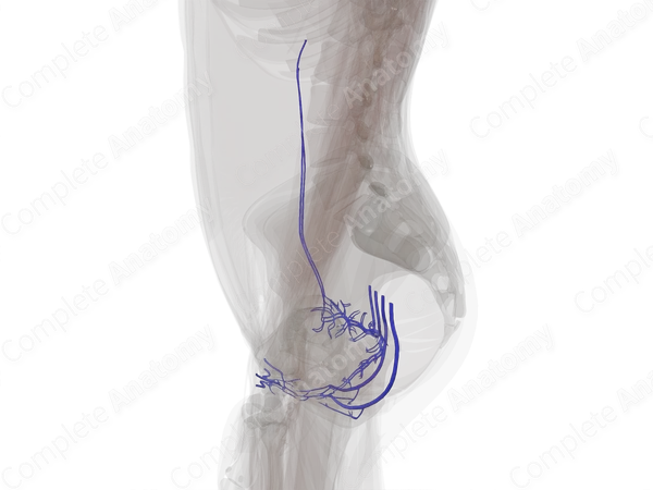 Veins of Female Genital System