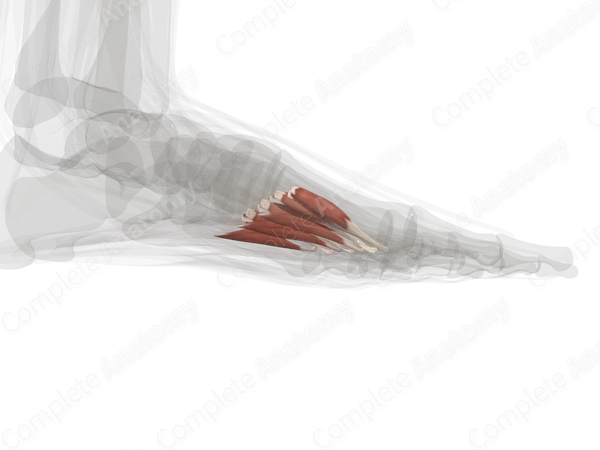 Fourth Layer of Muscles of Plantar Part of Foot (Left)