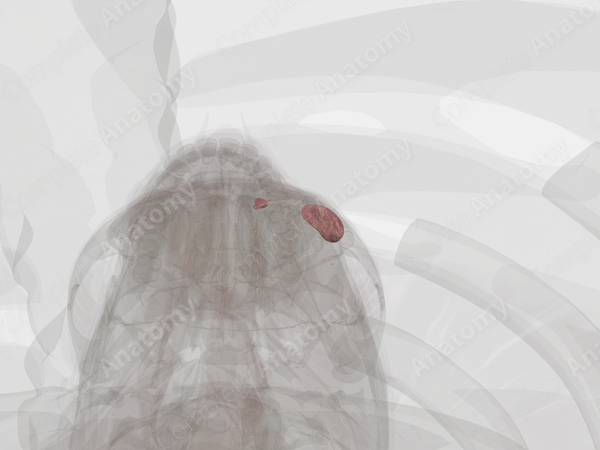 Lacrimal Apparatus (Left)