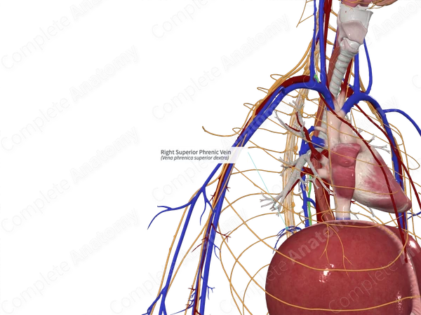 Right Superior Phrenic Vein