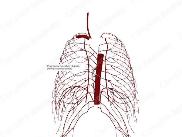 Pericardial Branches of Aorta