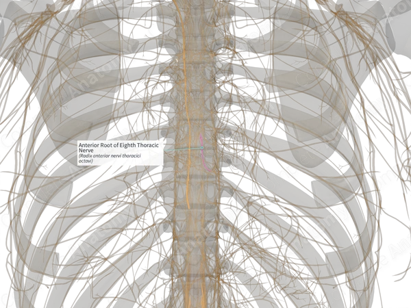Anterior Root of Eighth Thoracic Nerve (Left)