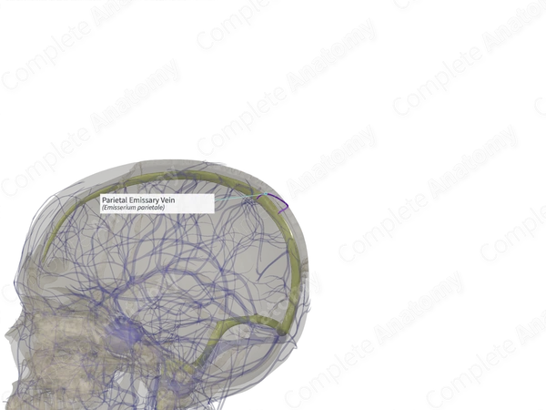 Parietal Emissary Vein (Right)