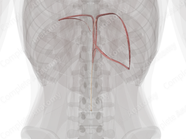 Peritoneal Ligaments of Liver
