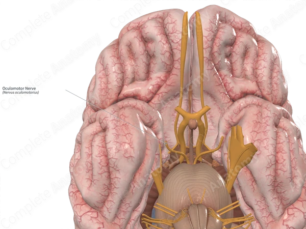 Oculomotor Nerve | Complete Anatomy