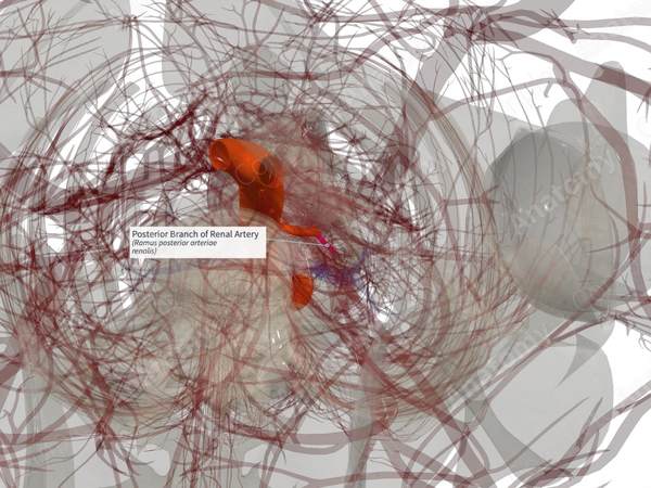 Posterior Branch of Renal Artery (Left)