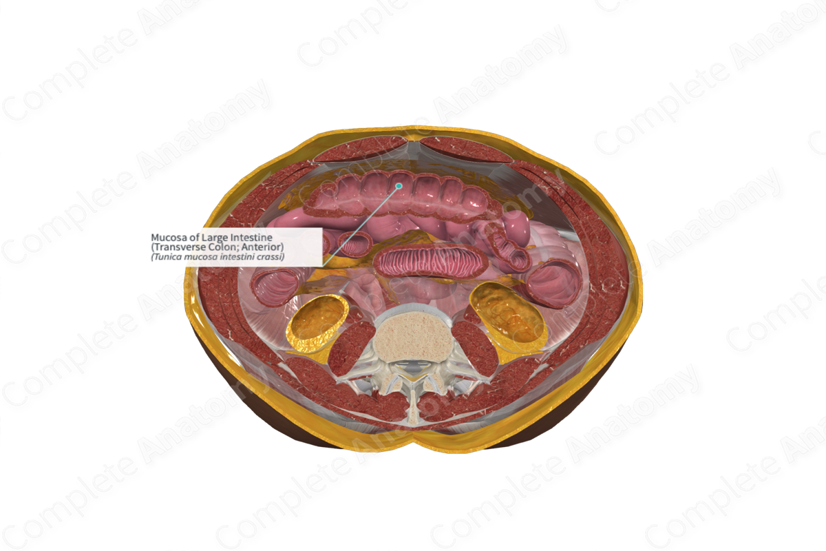 Mucosa of Large Intestine (Transverse Colon; Anterior)