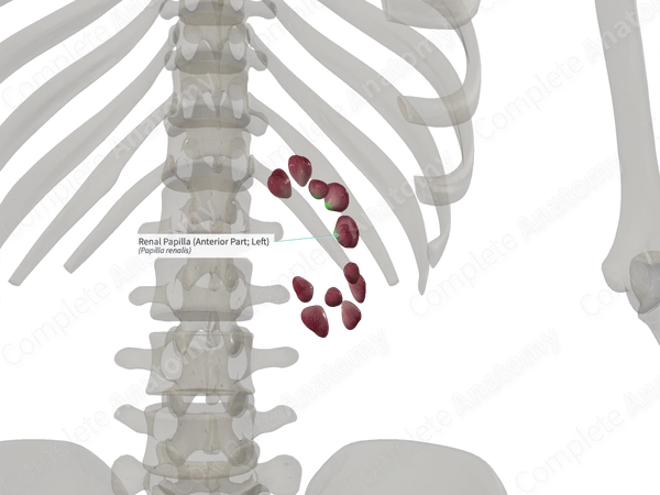 Renal Papilla (Anterior Part; Left)
