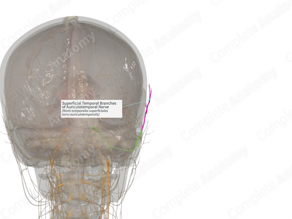 Superficial Temporal Branches of Auriculotemporal Nerve (Left)